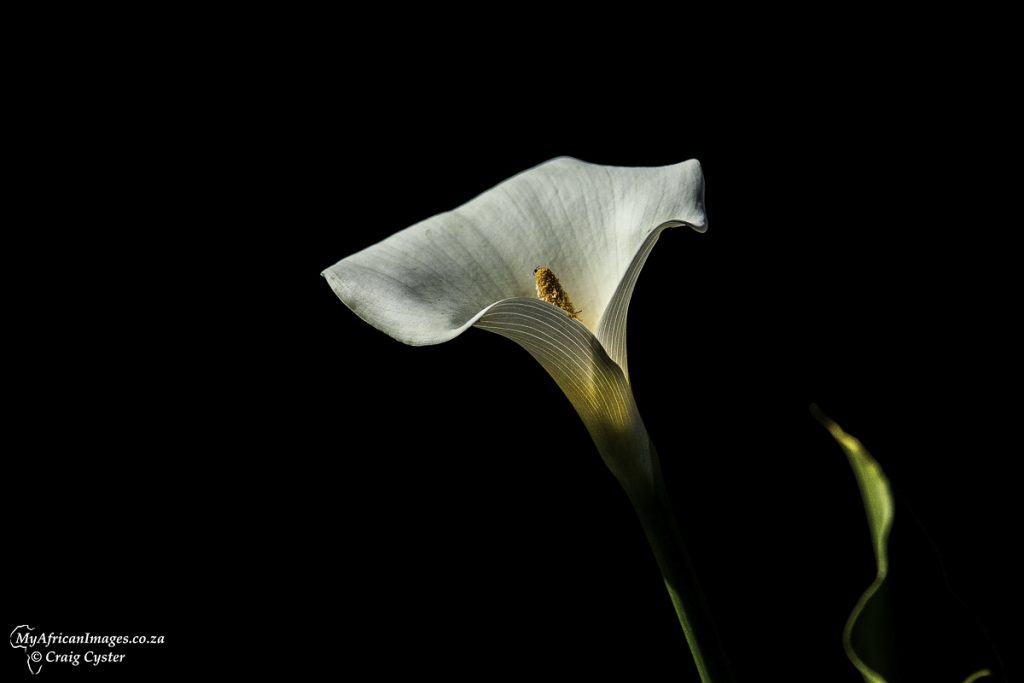 African lady African Images | Nature Photography | Wildlife Photo